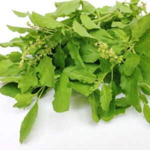 Basil